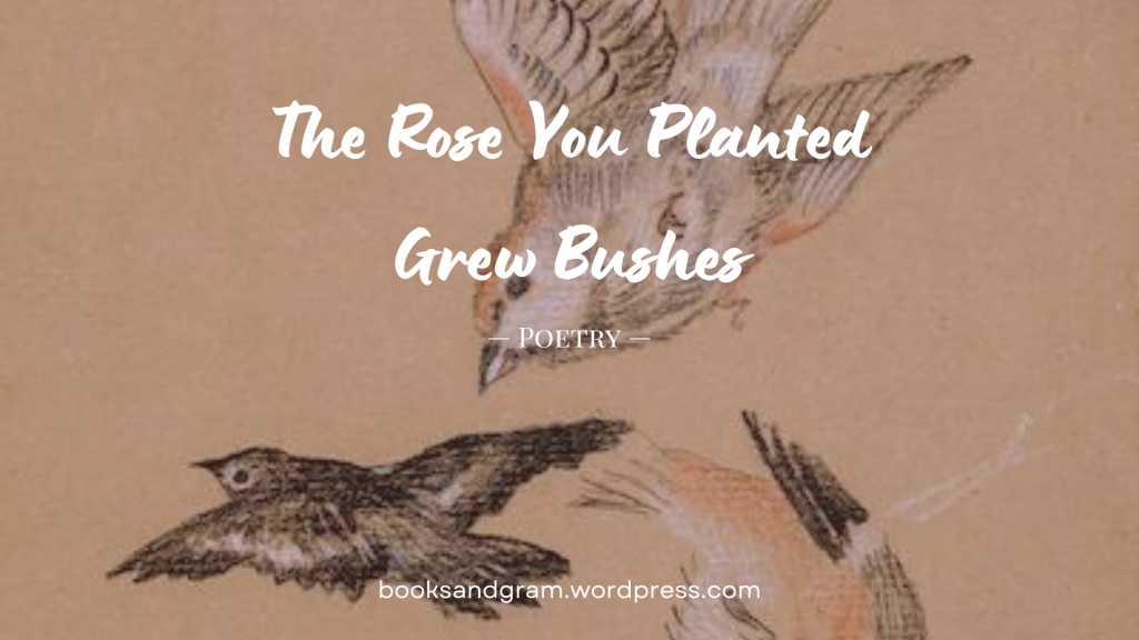 The Rose You Planted Grew Bushes