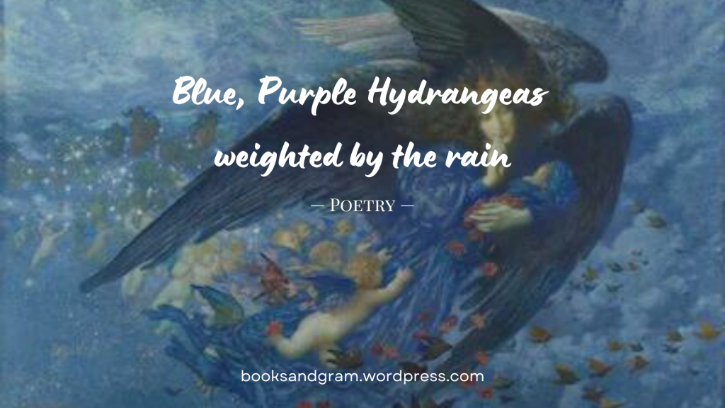 Blue, Purple Hydrangeas weighted by the rain
